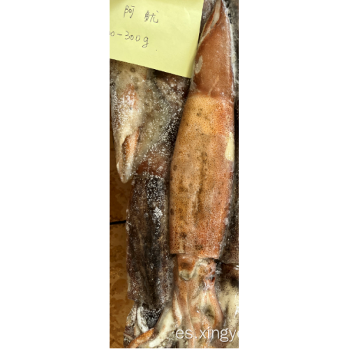 Calamar congelado todo redondo illex argentinus squid 200-300g